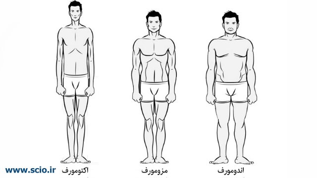 انواع تیپ بدنی در بدنسازی