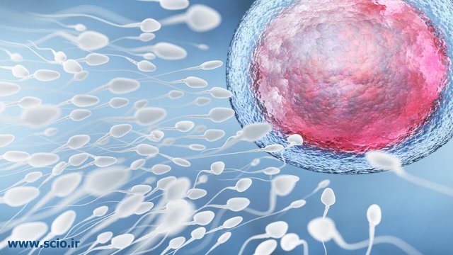مواد غذایی برای تقویت اسپرم مردان